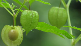 Ciplukan: Buah Kecil Pembawa Nostalgia yang Kaya Manfaat, Tapi Jangan Asal Makan!