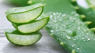 6 Manfaat Lidah Buaya untuk Kesehatan dan Kecantikan