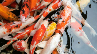Jangan Sampai Salah! Ini Dia Tips Dasar Merawat Ikan Koi Agar Panjang Umur