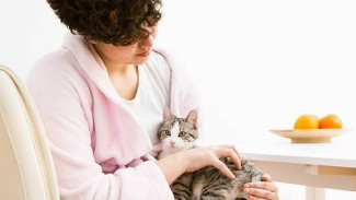 7 Manfaat Memelihara Kucing yang Jarang Diketahui