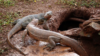 Jangan Sampai Salah! Ini Perbedaan Biawak dan Komodo yang Penting Diketahui
