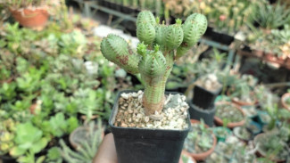 4 Tanaman Hias Anti Mainstream, Si Cantik yang Jarang Dilirik