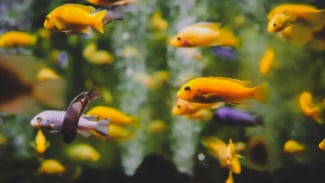 Benarkah Pelihara Ikan Bisa Menghilangkan Stres ? Simak 5 Alasannya