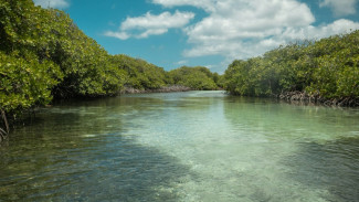 Mengungkap 7 Manfaat Hutan Bakau yang Jarang Diketahui
