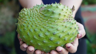 Segar dan Kaya Manfaat, Ini Deretan Khasiat Buah Sirsak untuk Kesehatan Tubuh