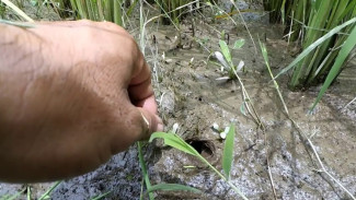 Mau Dapat Banyak Belut? Ini Tips Mancing Belut yang Ampuh untuk Pemula