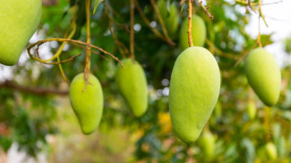 5 Jurus Jitu Bikin Pohon Mangga Cepat Berbuah, Jangan Tunggu Sampai Tahun Depan!
