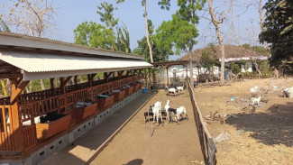 Beginilah Pemdes Alasbuluh Menjalankan Program Ketahanan Pangan Kambing yang Bisa Ditiru Desa Lain