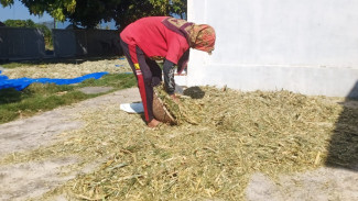 Warga Sumberkencono Olah Pakan Fermentasi untuk Gemukkan Kambing, Hemat dan Efektif