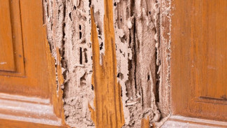 Rumah Bebas Rayap? Ini 10 Tips Ampuh yang Bisa Kamu Coba Sekarang Juga!