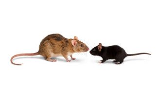 8 Cara Efektif Mengusir Tikus Membandel dari Rumah Tanpa Ribet