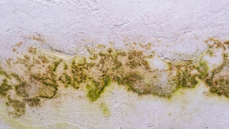 5 Tanda Rumah Anda Terinfeksi Jamur