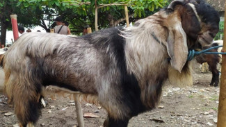 Photo Mini 3