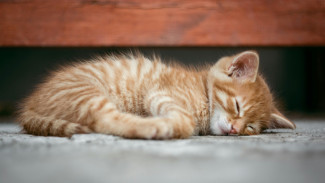 Pernah Dengar Mitos Kucing Pindah Anak 7 Kali? Ini Penjelasannya!