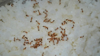 Tak Perlu Pestisida! Ini 4 Cara Alami Mengusir Semut dari Rumah, Cukup Pakai Bahan di Dapur