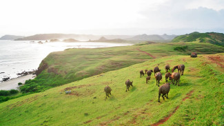 Wisata Menyenangkan di Lombok, Surga Keindahan dan Tempat Berpetualang, Pengalamannya Bikin Nagih!