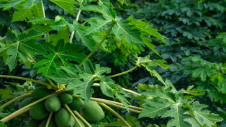 Dijamin Ampuh! Ini Cara Biar Daun Pepaya Tidak Pahit dan Lunak