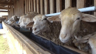 Dari Kandang ke Kantong, Riskiana Sulap Kencing Kambing Jadi Pupuk Bernilai Jual