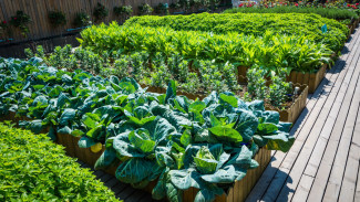 5 Sayuran Paling Cocok Ditanam di Kebun Raised Bed, Cocok untuk Pemula!