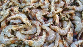 Cara Membersihkan Udang Supaya Tidak Amis, Tips Sederhana yang Wajib Diketahui!