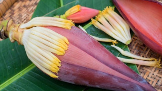 Rahasia Sehat Alami,  7 Manfaat Jantung Pisang yang Jarang Diketahui!