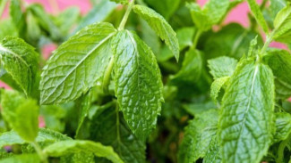 Cuma Pakai Daun Mint, Rumah Jadi Wangi dan Mood Lebih Happy