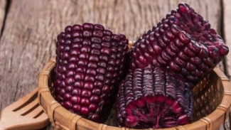 Mengenal Jagung Ungu yang Kaya Akan Berbagai Manfaat Kesehatan