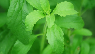 Apakah Benar Stevia Lebih Sehat Dibandingkan Gula?