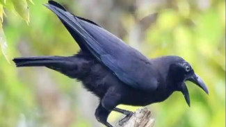 Wisata ke Pulau Peleng, Intip Kehidupan Gagak Peling, Si Burung Langka yang Tak Ada Duanya!