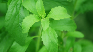 Mengenal Stevia, Lebih Sehat Dibandingkan Gula