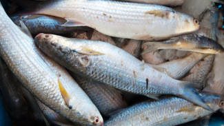 Cara Menghilangkan Bau Amis pada Ikan dengan Bahan Dapur yang Ampuh, Kamu Sudah Tahu Rahasia Simpel Ini?