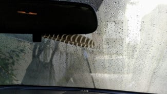 Kenali Tanda Kaca Mobil Berjamur dan Cara Mencegahnya!