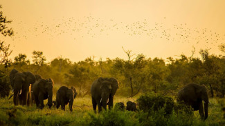 Memahami Perbedaan Karakteristik Fauna di Indonesia Barat dan Timur
