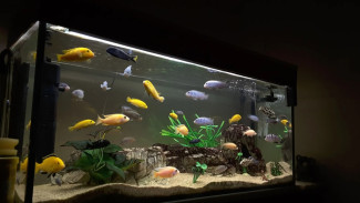 Ingin Pelihara Ikan di Akuarium? Ini Yang Harus Kamu Lakukan!