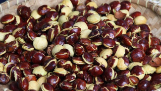5 Cara Supaya Jengkol Tidak Bau dan Empuk, Dijamin Lezat!