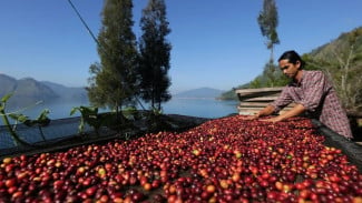 Mau Ngopi Sambil Liburan? Ini 7 Rekomendasi Wisata Kebun Kopi Terbaik di Indonesia