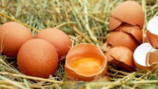 Tip Tentang Telur dan Kulit Telur