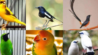 Kicauan Burung Bisa Turunkan Stres dan Depresi, Ini Penjelasan Ilmiahnya