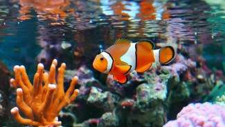 Fenomena Unik Ikan Badut Bertahan dari Gelombang Panas Laut
