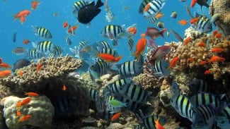 Pesona Wisata Sulawesi Utara, Alam, Budaya, dan Petualangan
