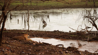 Apa Yang Menyebabkan Hutan Hujan Tropis Mengalami Kerusakan?