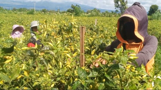 Harga Cabe Tak Stabil Saat Panen Raya, Petani Sidowangi Harap Harga Naik Demi Keuntungan