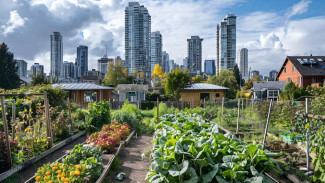 Urban Farming, Panen Cuan dari Lahan Sempit di Rumah!