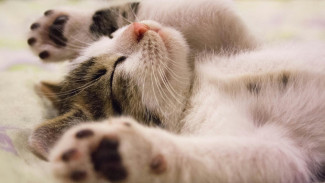10 Fakta Unik Tentang Kucing yang Mungkin Belum Anda Ketahui
