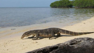 Wisata Pulau Biawak, Tak Kalah Dengan Pulau Komodo Yang Wajib Kamu Coba