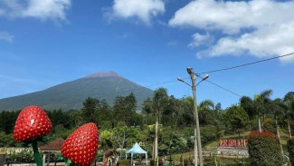 Menikmati Liburan di Kebun Stroberi Serang Purbalingga