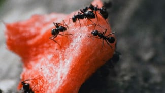 Tanpa Semprot Obat! 5 Tanaman Alami Ini Bikin Serangga Semut dan Kecoa Kabur dari Ruma