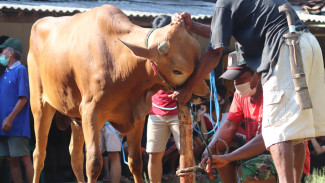 Mengapa Idul Adha Disebut Hari Raya Terbesar?
