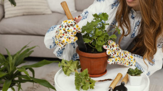 Berkebun Minimalis, Hobi Sederhana dengan Manfaat Luar Biasa