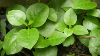 Daun Binahong Tumbuhan Liar dengan Segudang Manfaat